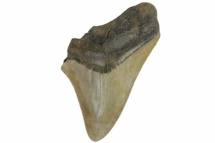 Bargain, Fossil Megalodon Tooth - Serrated Blade #172174